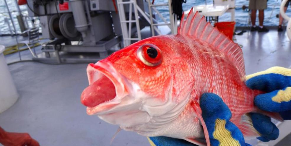 Red snapper experience a suite of pressure-related injuries (collectively called "barotrauma") when brought to the surface during fishing. These may include the stomach everted from the mouth and bulging eyeballs.